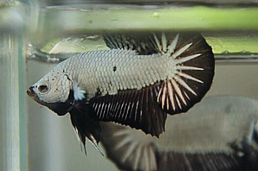 "มังกรดำคัดเกรดพ่อพันธุ์" ปลากัดคัดเกรดครีบสั้น - Halfmoon Plakad Black Dragon Premium Quality Grade