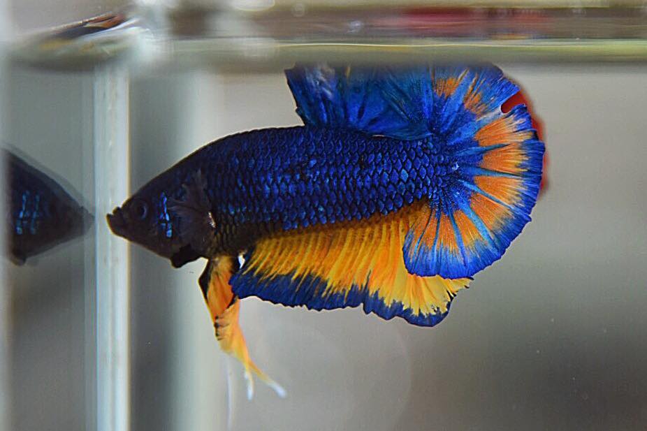 "เหลืองมัสตราลเกรดพ่อพันธุ์" ปลากัดคัดเกรดครีบสั้น - Halfmoon Plakad Blue Mustrad Premium Quality Grade