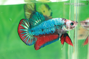 (ขายแล้วครับ)ปลากัดครีบสั้น - Fancy Halfmoon Plakats