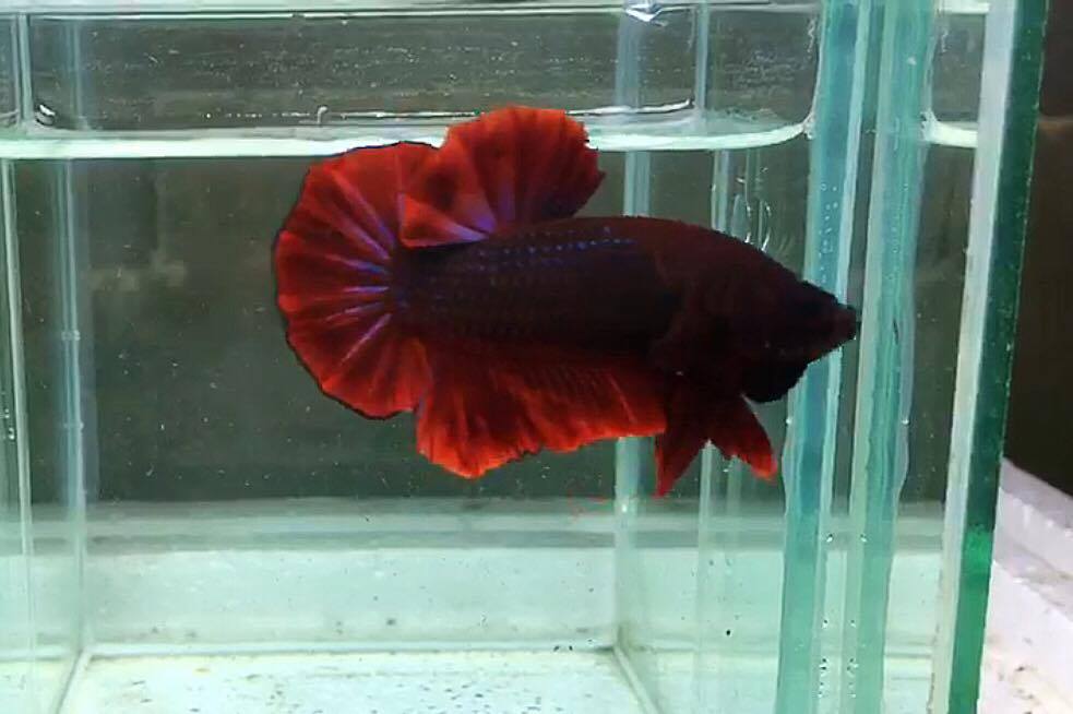 ปลากัดคัดเกรดครีบสั้น - Halfmoon Plakad Facny Dragon อสูร Quality Grade