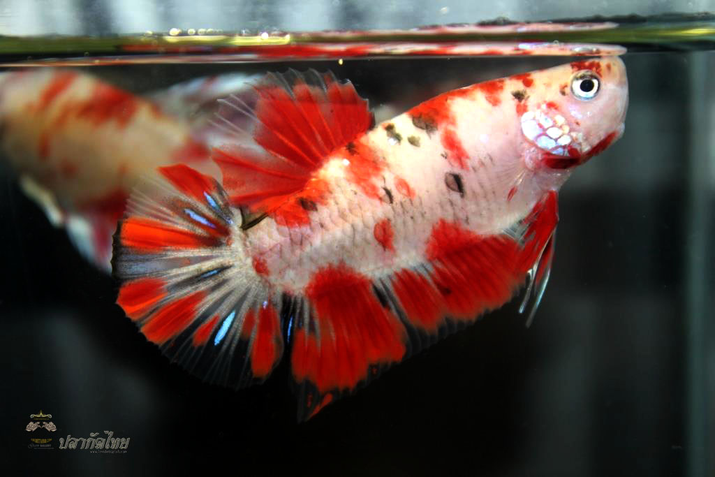 ปลากัดคัดเกรดครีบสั้น - Halfmoon Plakad Fancy Koi Premium Quality Grade