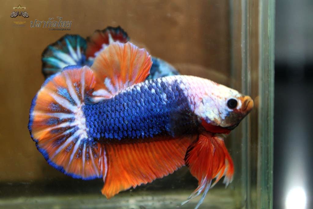 ปลาใหญ่ขนาดเกือบ 1.8-1.9 นิ้ว ปลากัดคัดเกรดครีบ - Halfmoon Plakad Fancy Orange Monster Premium Quality Grade