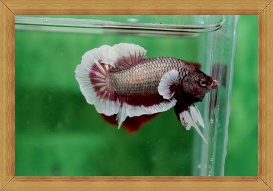 (ขายแล้วครับ)ปลากัดครีบสั้น - Fancy Halfmoon Plakats