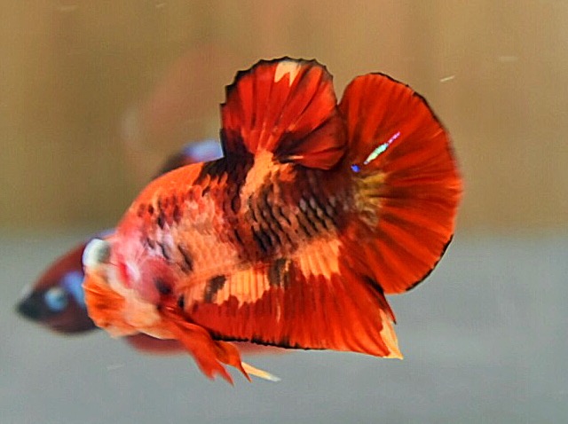 'นีโม่ ลายเสือไฟ'ปลากัดคัดเกรดครีบสั้น - Halfmoon Plakad Fancy Nemo Fire Tiger Premium Quality Grade