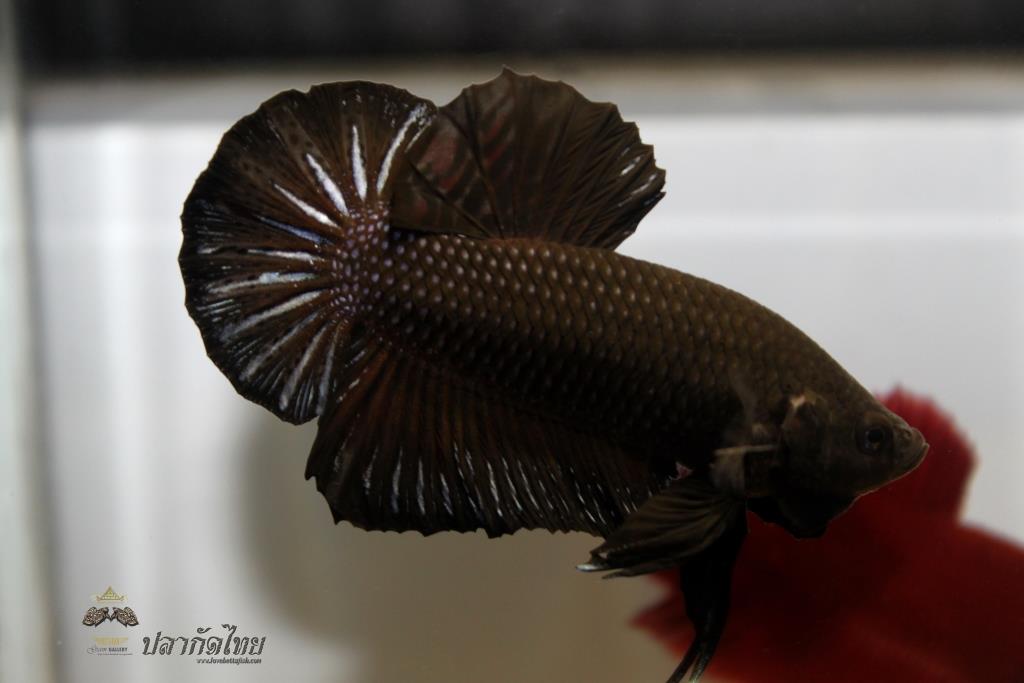 ปลากัดคัดเกรดครีบสั้น - Halfmoon Plakad Super Black Premium Quality Grade
