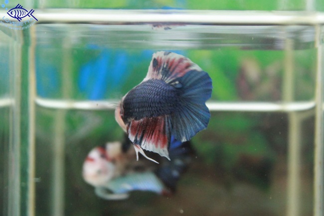 (ขายแล้วครับ)"คัดเกรด"ปลากัดครีบสั้นหางคู่-Halfmoon Plakats Double tails Super Fancy