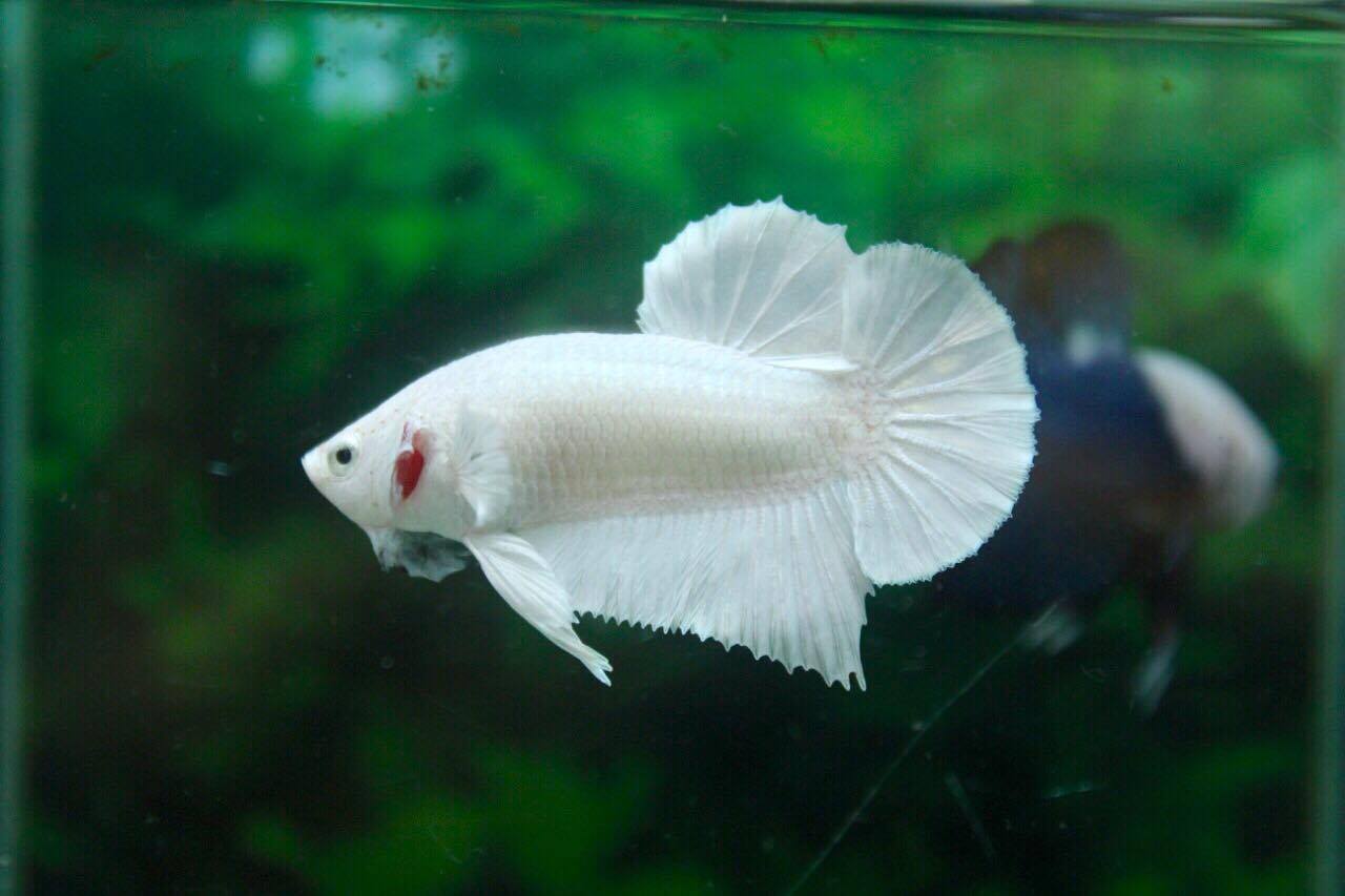 คัดเกรดปลากัดครีบสั้น-Halfmoon Plakad Premium Quality Grade White Platinum