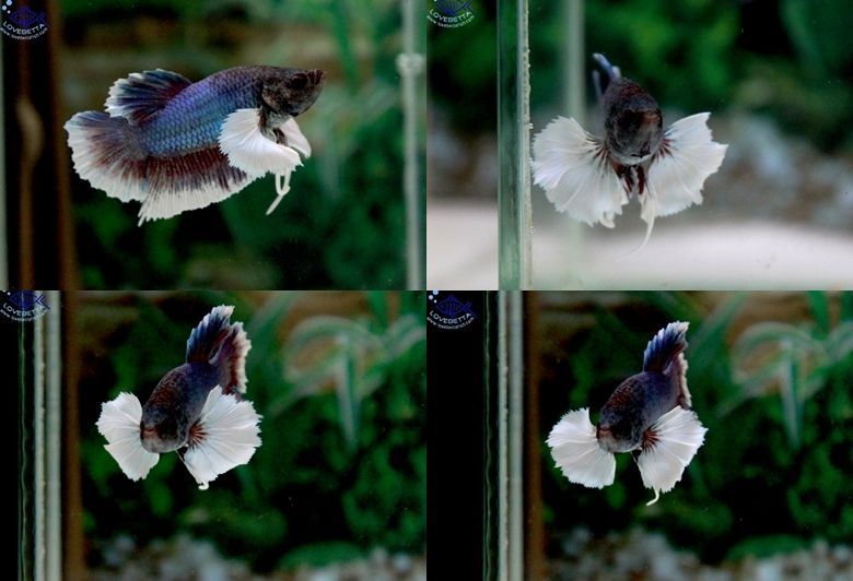 (ขายแล้วครับ)"คัดเกรด"ปลากัดครีบสั้นหูช้าง-Halfmoon Plakats Big Ear