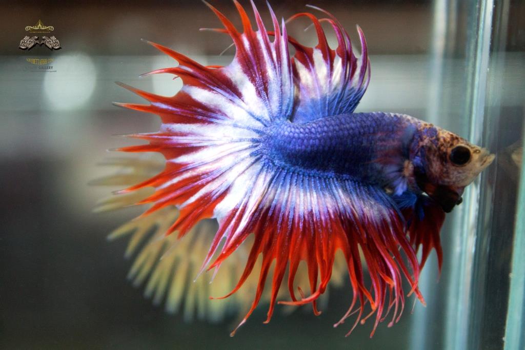 เพศผู้ปลากัดครีบยาว หางมงกุฏ ลายธงชาติไทย - Male CrownTails Premium Quality Grade
