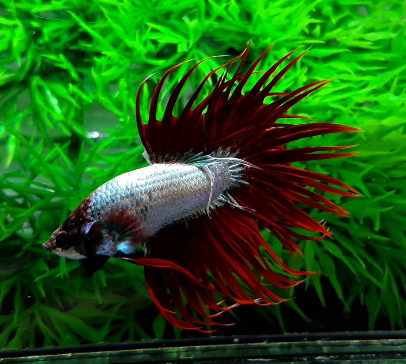 ปลากัดครีบยาวหางมงกุฎ-Crowntails Fancy Colors Premium Quality Grade