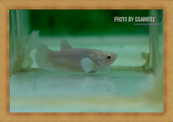 (ขายแล้วครับ)ปลากัดครีบสั้นหูช้าง-Halfmoon Plakats Big Ear Female