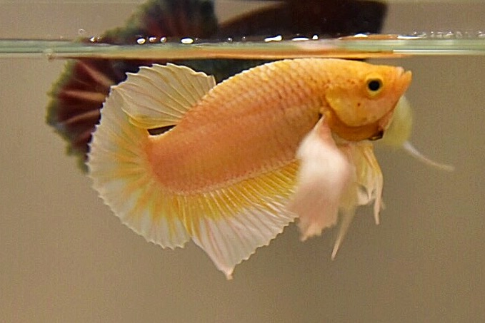 “หูใหญ่มากหูเป็นพวง”ปลากัดคัดเกรดครีบสั้นหูช้าง - Halfmoon Plakad Big Ear Premium Quality Grade AAA+