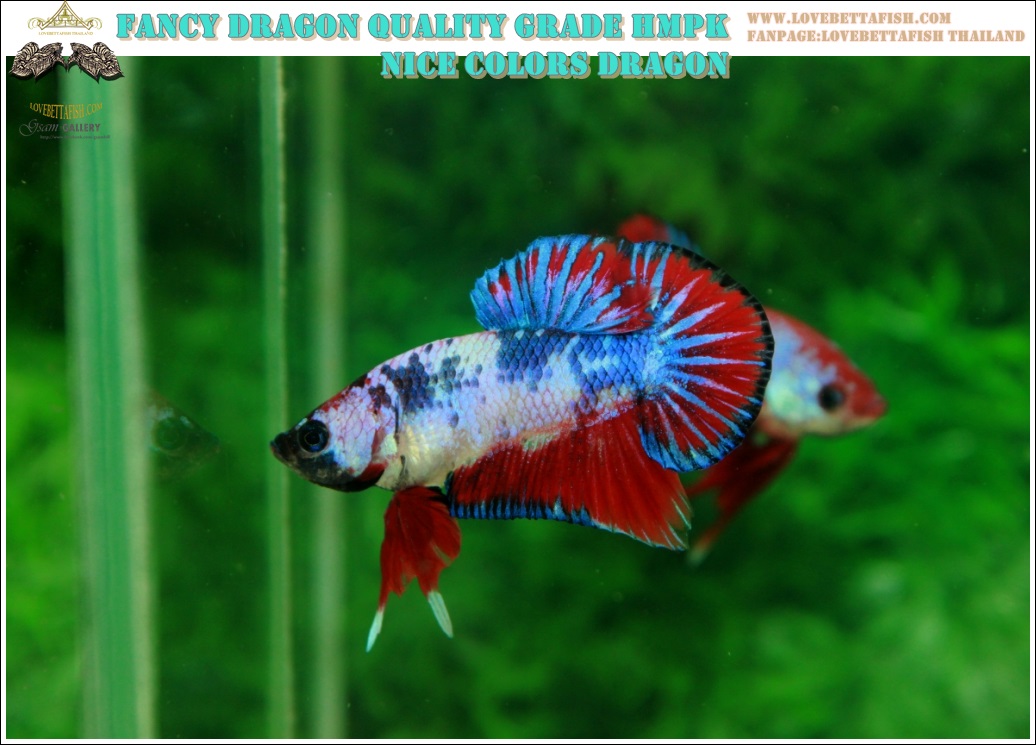 (ขายแล้วครับ)"คัดเกรด"ปลากัดครีบสั้น-Halfmoon Plakats Fancy Dragon Nice colors