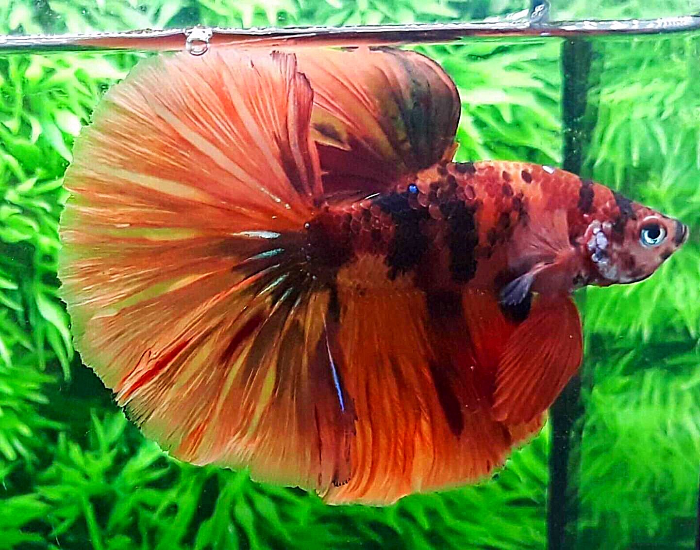 ปลากัดคัดเกรดครีบยาว - Halfmoon Fancy Koi Premium Quality Grade AAA+