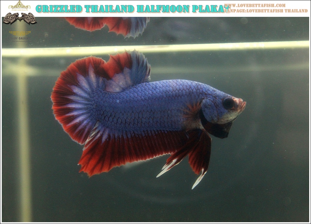(ขายแล้วครับ)"คัดเกรด"ปลากัดครีบสั้น-Halfmoon Plakats Grizzled Thailand