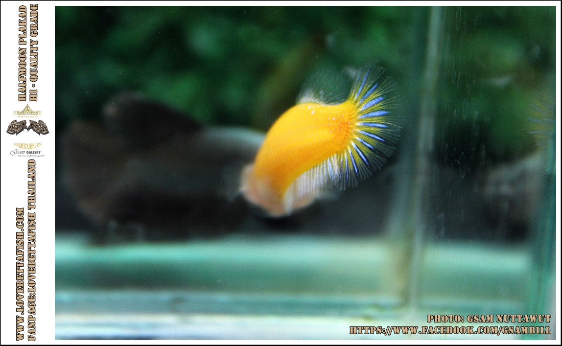 คัดเกรดปลากัดครีบสั้นเพศเมีย-Female Halfmoon Plakad Fancy Yellow Qaulity Grade