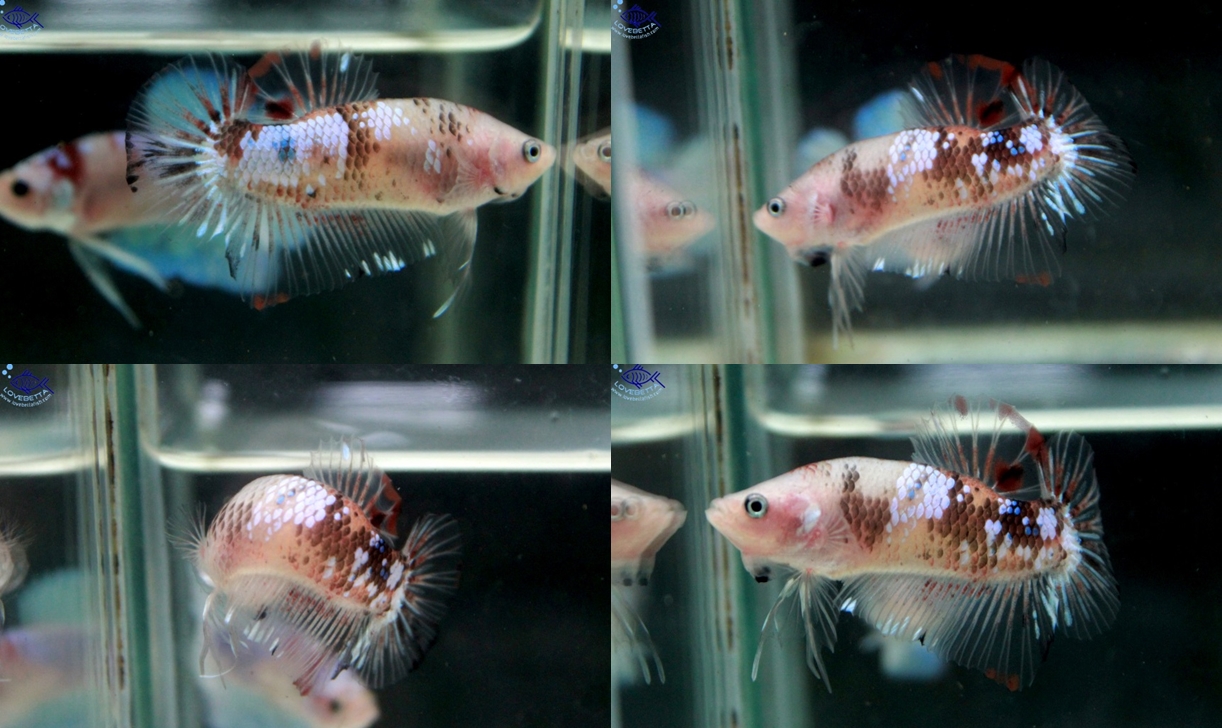 (ขายแล้วครับ)"คัดเกรด"ปลากัดครีบสั้น-Halfmoon Plakats Fancy Koi