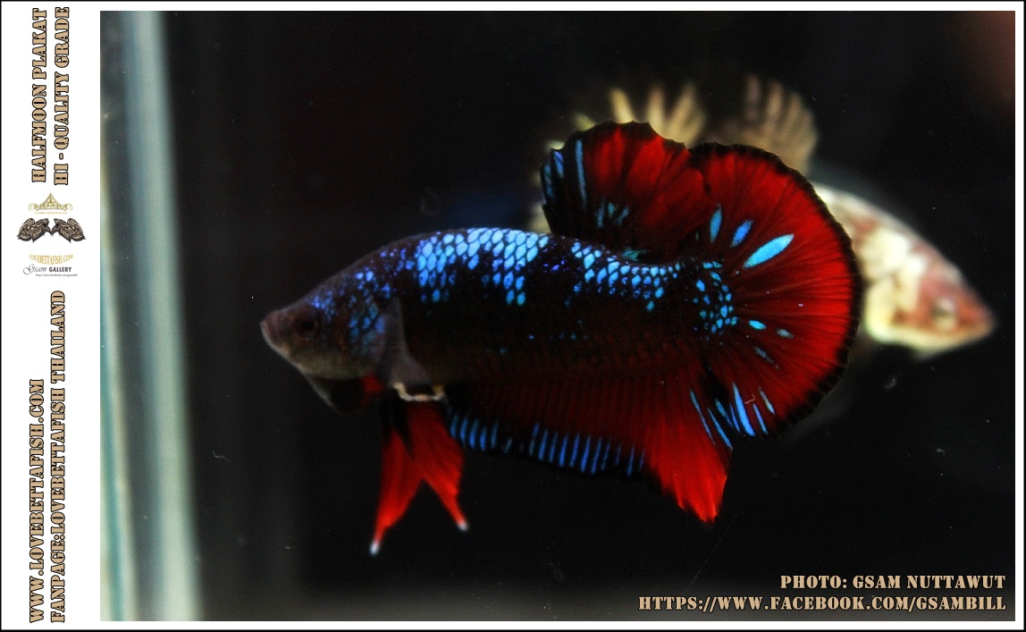 ซามูไร คัดเกรดปลากัดครีบสั้น-Halfmoon Plakat Red - BlackBlue Samurai