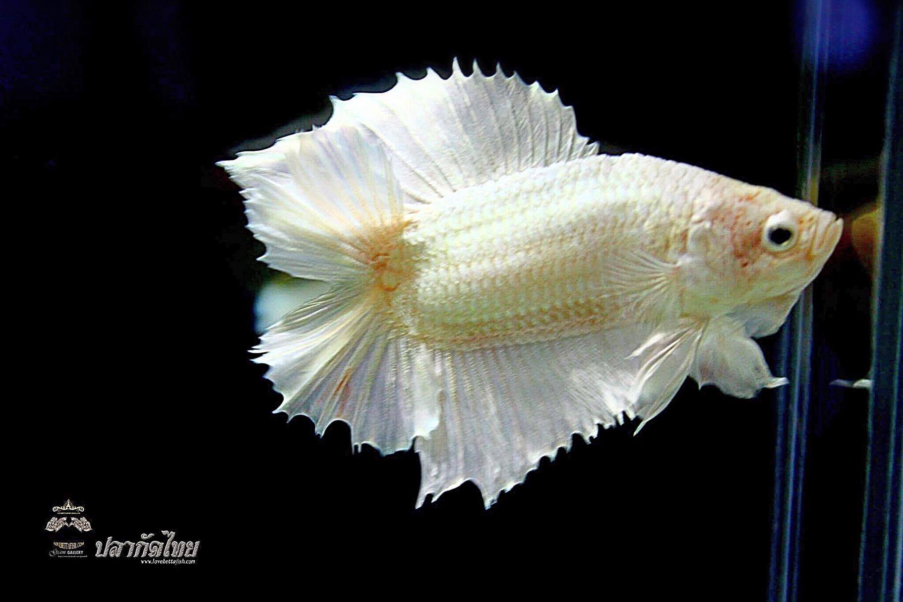 "คัดเกรด"ปลากัดครีบสั้นหางคู่-Double Tails White platinum Quality Grade