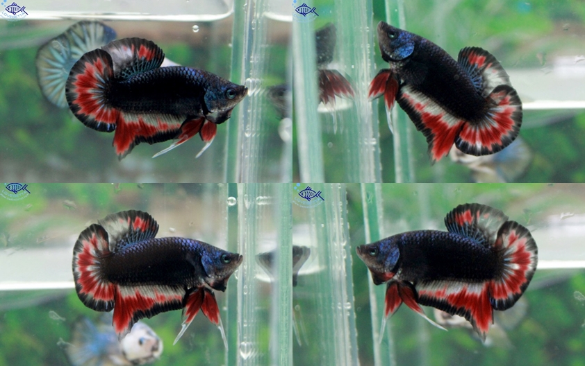 (ขายแล้วครับ)"คัดเกรด"ปลากัดครีบสั้น-Halfmoon Plakats Fancy