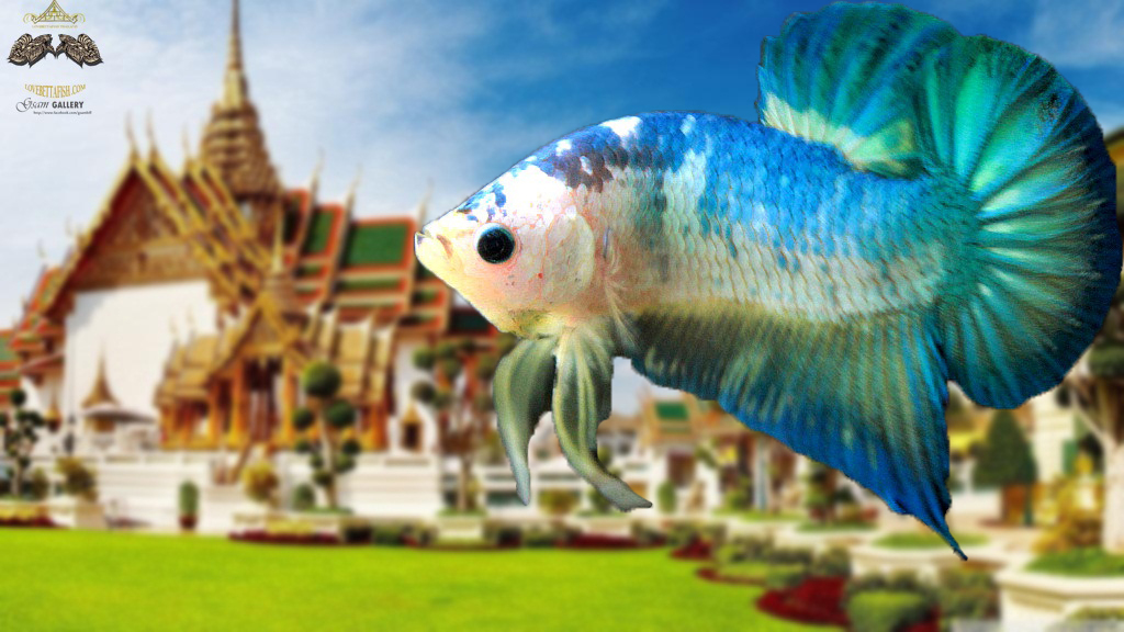 (ขายแล้วครับ)ตอนรับปีใหม่"คัดเกรด"ปลากัดครีบสั้น-Halfmoon Plakats Green Marble