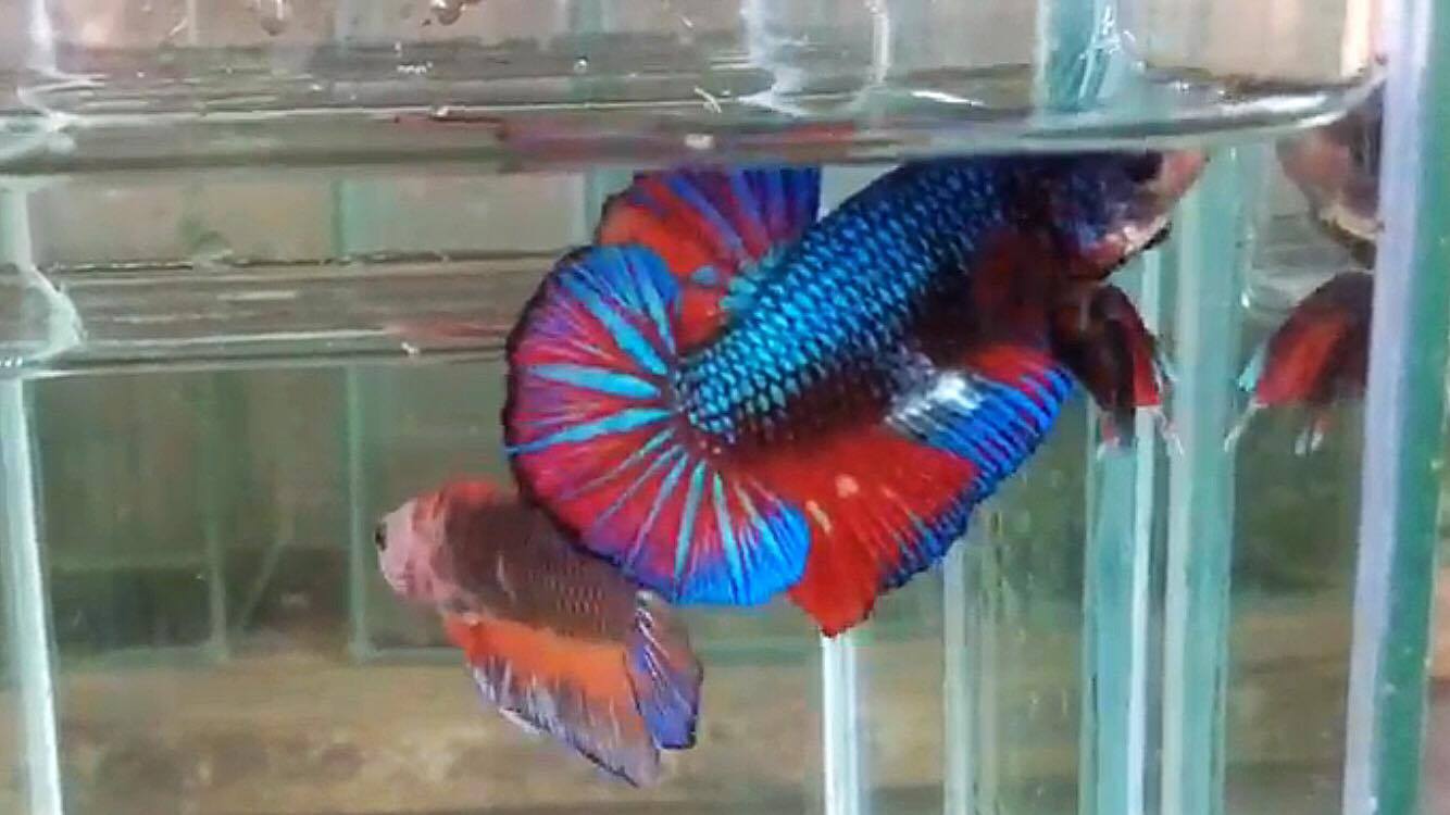 ปลากัดคัดเกรดครีบสั้น - Halfmoon Plakad Fancy Dragon Quality Grade