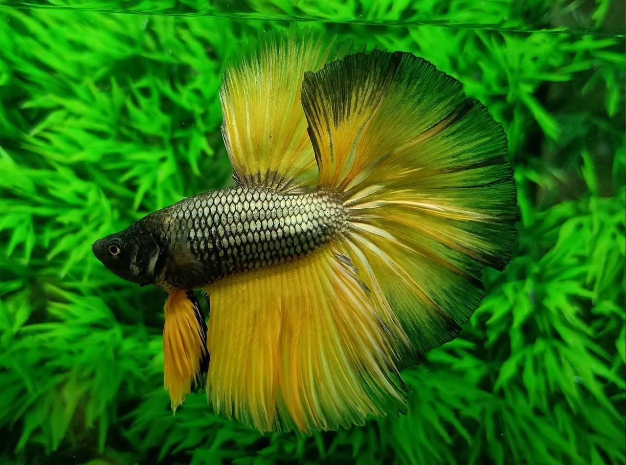 ปลากัดคัดเกรดครีบยาว - Halfmoon Yellow Copper Colors Premium Quality Grade