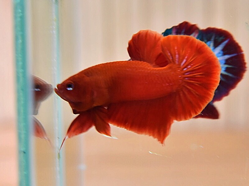 ปลากัดคัดเกรดครีบสั้น - Halfmoon Plakad Super Red Premium Quality Grade
