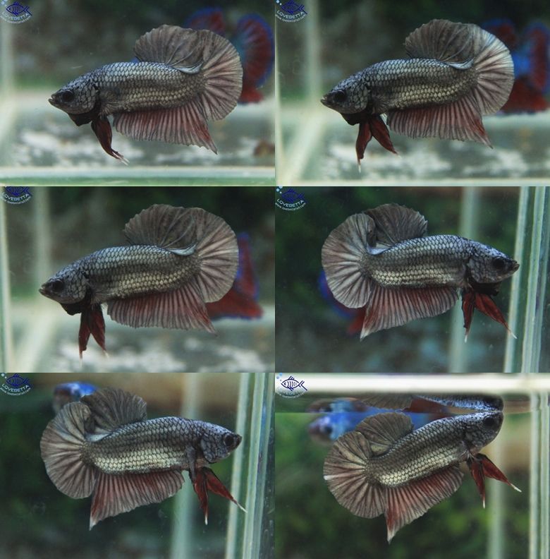 (ขายแล้วครับ)ปลากัดครีบสั้น - Halfmoon Plakats Super Copper