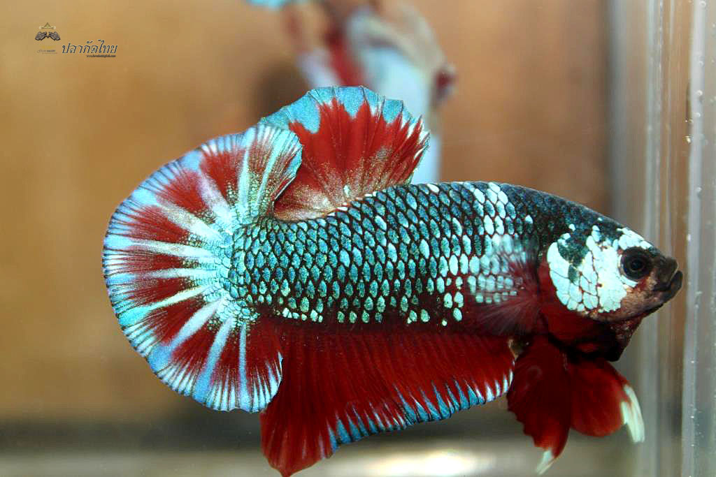 ปลากัดคัดเกรดครีบสั้น - Halfmoon Plakad Fancy Green Dragon Premium Quality Grade