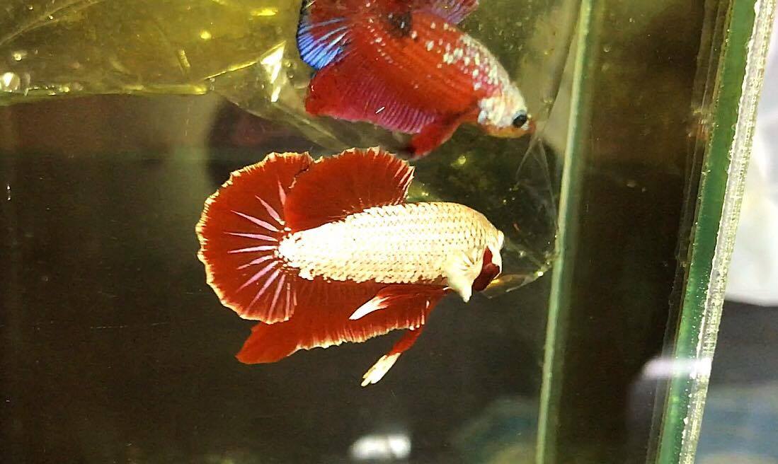 ปลากัดคัดเกรดครีบสั้น - Halfmoon Plakad RedDragon Premium Quality Grade