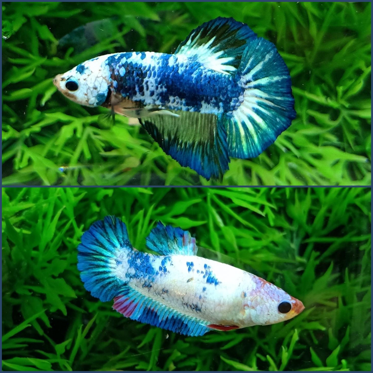 ปลากัดคัดเกรดครีบสั้นตัวผู้ตัวเมีย - 1 Pair Male-Female Halfmoon Plakad Fancy Premium Quality Grade