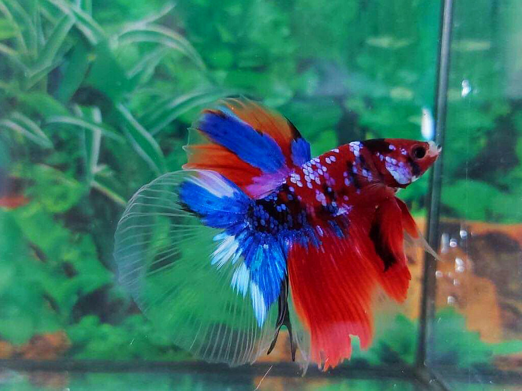 ปลากัดคัดเกรดครีบยาว - Halfmoon Fancy Koi Galaxy Premium Quality Grade