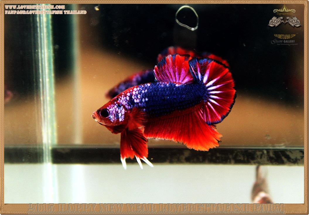 (ขายแล้วครับ)+ส่งท้ายปีเก่าตอนรับปีใหม่+ปลากัดครีบสั้น-Halfmoon Plakat Fancy Dragon Red Blue