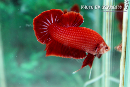 (ขายแล้วครับ)ปลากัดครีบสั้น - Halfmoon Plakats SUPER RED