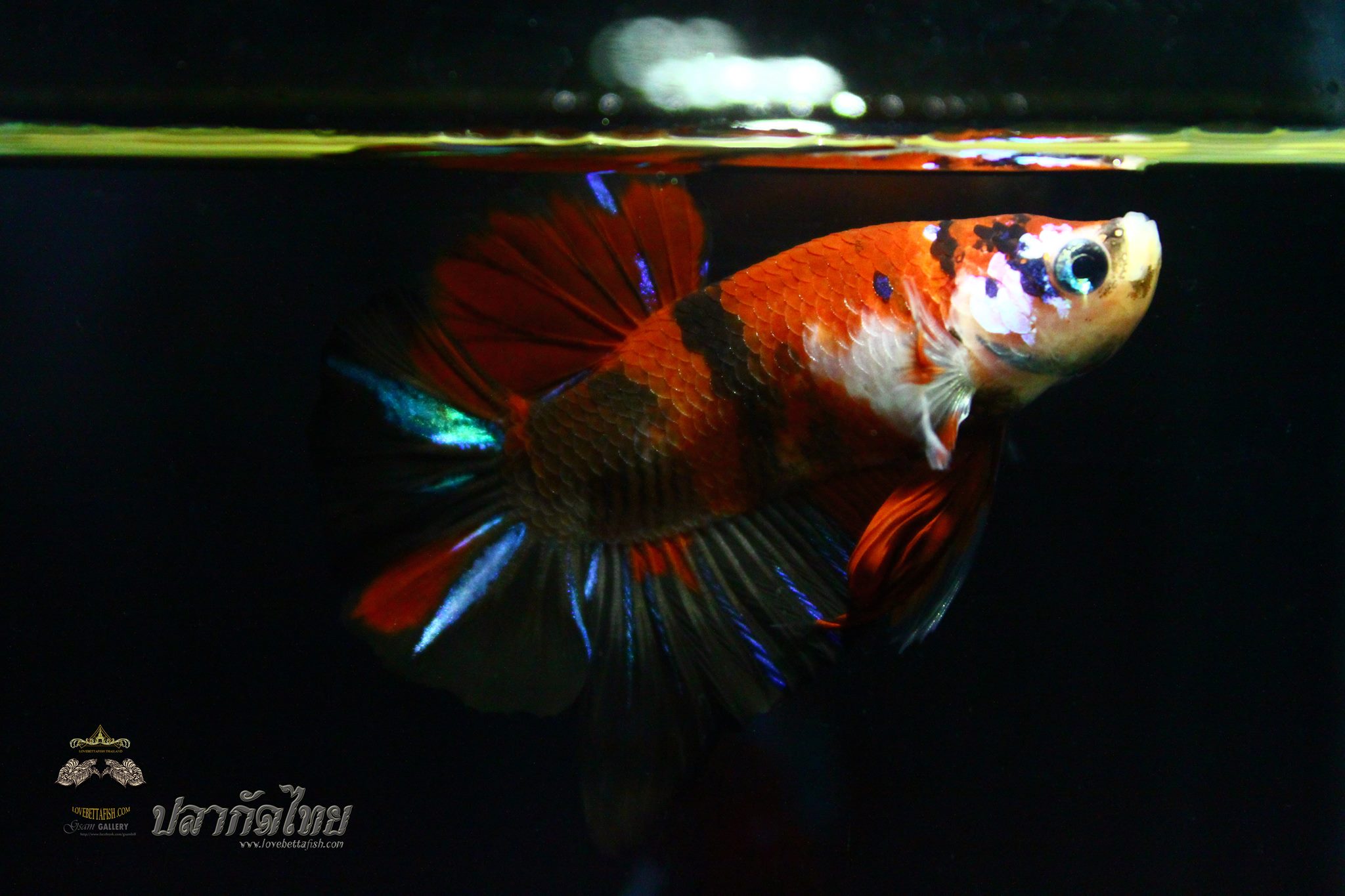ปลากัดคัดเกรดครีบสั้น - Halfmoon Plakad Koi Black Red Premium Quality Grade