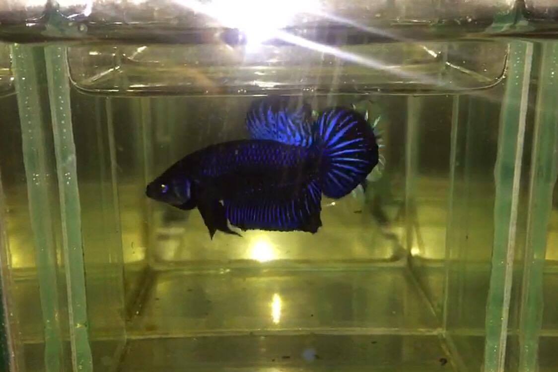 ปลากัดคัดเกรดครีบสั้น - Halfmoon Plakad Blue Black Quality Grade
