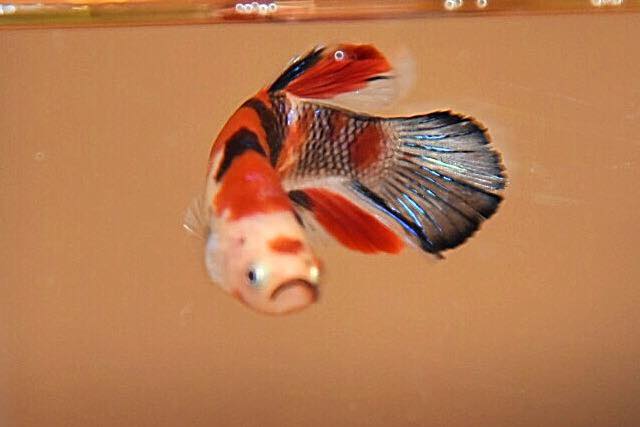 “ลายปลาคราฟ”ปลากัดคัดเกรดครีบสั้น - Halfmoon Plakad Fancy Koi Quality Grade