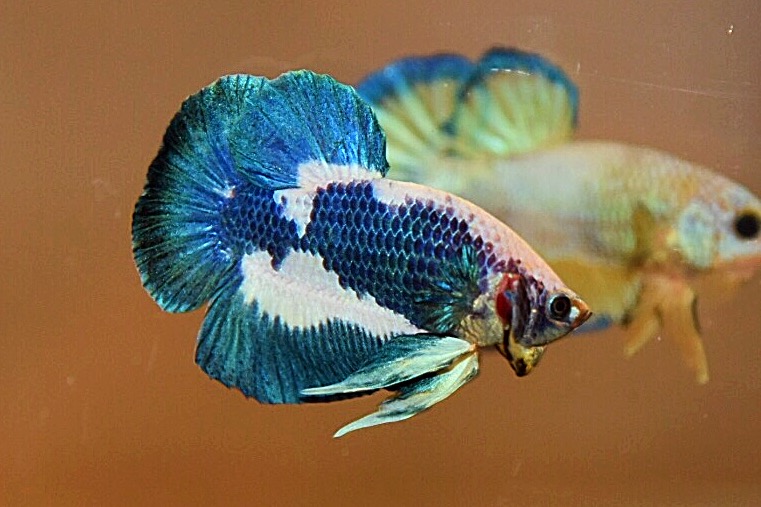 ปลากัดคัดเกรดครีบสั้น - Halfmoon Plakad Fancy Premium Quality Grade AAA+