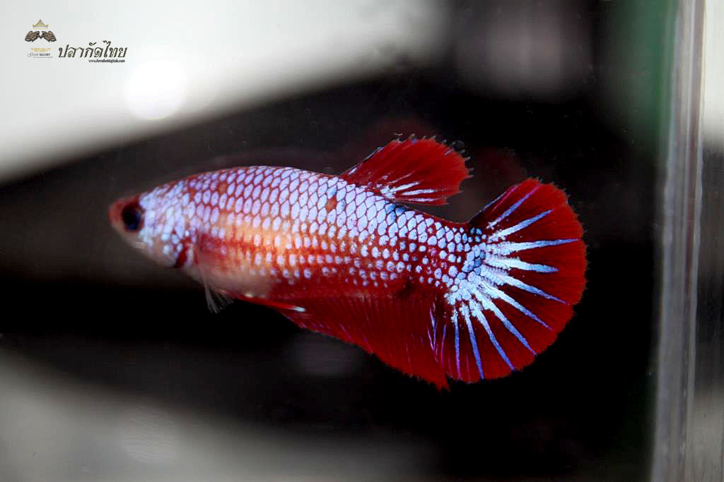 ปลากัดคัดเกรดครีบสั้นตัวเมีย - Female Halfmoon Plakad Fancy Dragon Premium Quality Grade