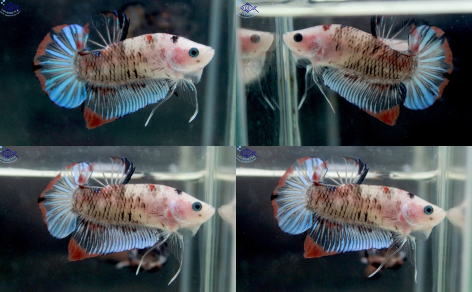 (ขายแล้วครับ)"คัดเกรด"ปลากัดครีบสั้น-Halfmoon Plakats Fancy Koi