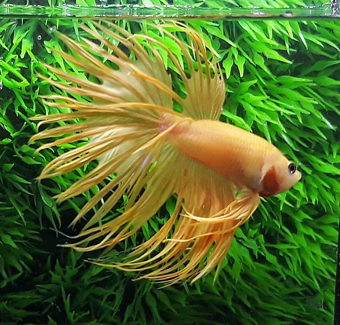 ปลากัดครีบยาวหางมงกุฎ-Crowntails Fancy Colors Premium Quality Grade