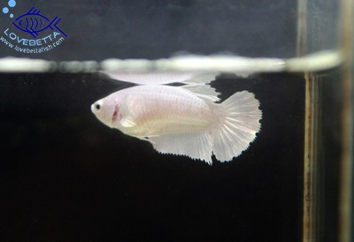 (ขายแล้วครับ)"คัดเกรด"ปลากัดครีบสั้นตัวเมีย-Halfmoon Plakats Super White Platinum