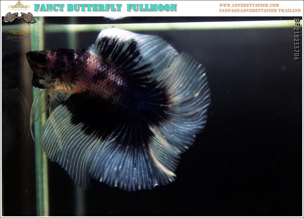 (ขายแล้วครับ)"คัดเกรด"ปลากัดครีบยาว หางพระจันทร์เต็มดวง หางคู่-Fullmoon BF Butterfly