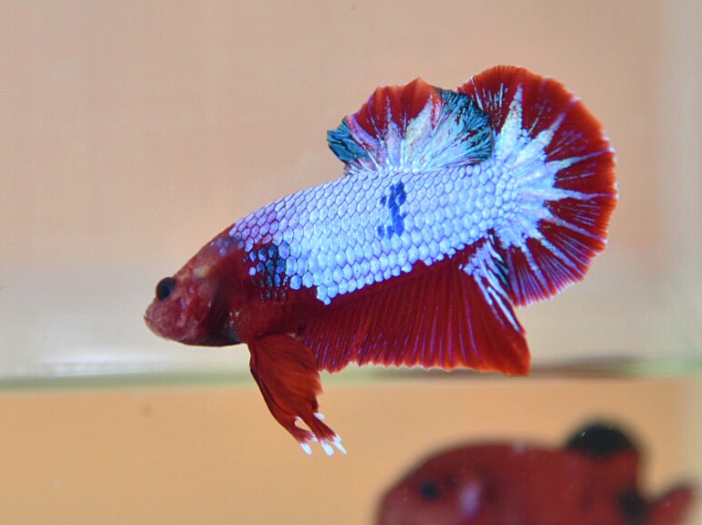ปลากัดคัดเกรดครีบสั้น - Halfmoon Plakad Fancy Dragon Premium Quality Grade
