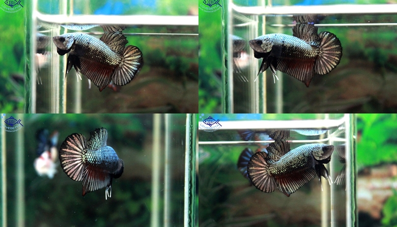 (ขายแล้วครับ)ปลากัดครีบสั้น-Halfmoon Plakats Dragon Copper