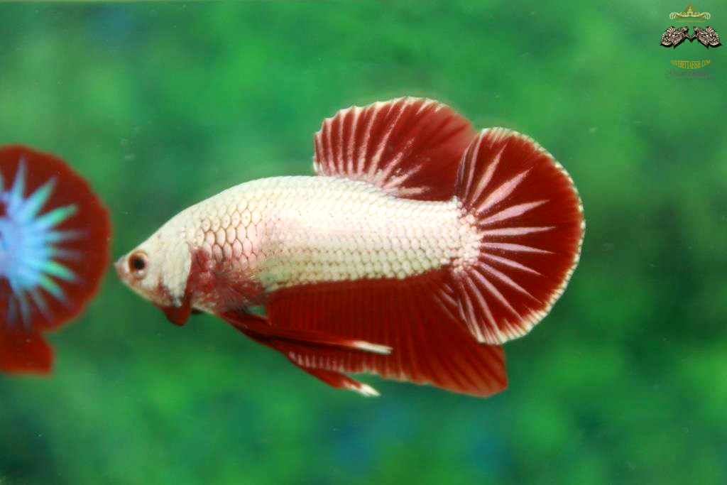 คัดเกรดปลากัดครีบสั้น - HalfMoon Plakad Red Dragon Quality Grade