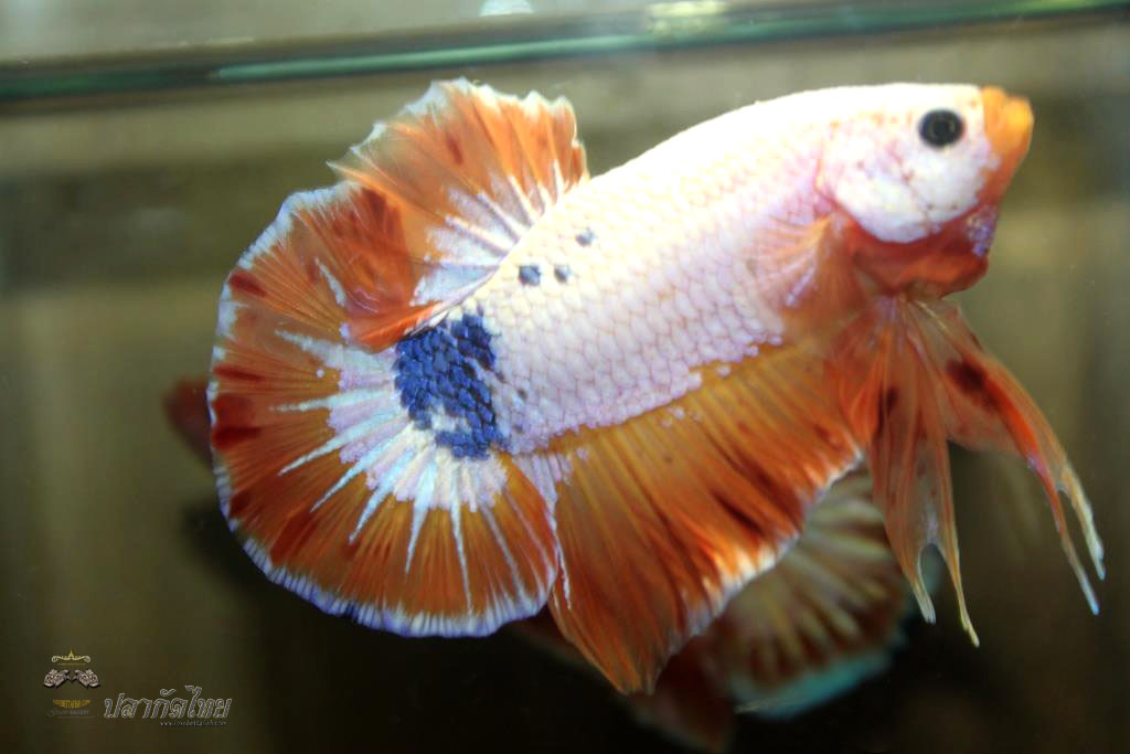 ปลาใหญ่ขนาดเกือบ 1.8-1.9 นิ้ว ปลากัดคัดเกรดครีบ - Halfmoon Plakad Fancy Orange Dragon Premium Quality Grade
