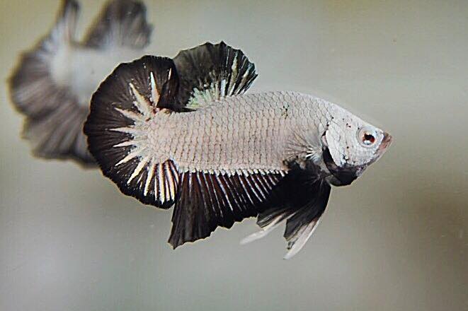 "มังกรดำคัดเกรดพ่อพันธุ์" ปลากัดคัดเกรดครีบสั้น - Halfmoon Plakad Black Dragon Premium Quality Grade