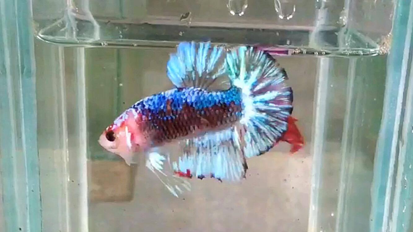 ปลากัดคัดเกรดครีบสั้น - Halfmoon Plakad Fancy Dragon Quality Grade